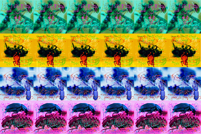 Artwork: Bug Images by Eleanor Gates-Stuart