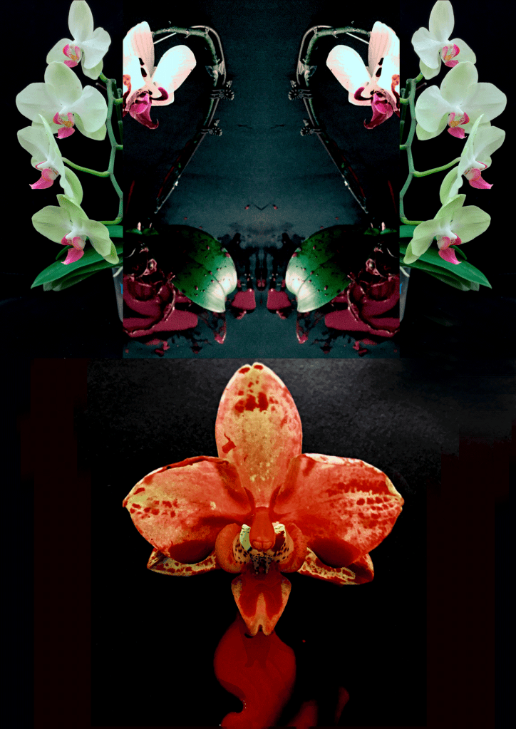Mirrored composition of Phalaenopsis orchids and Blood Fusion experimental imagery, with a red orchid at the centre.