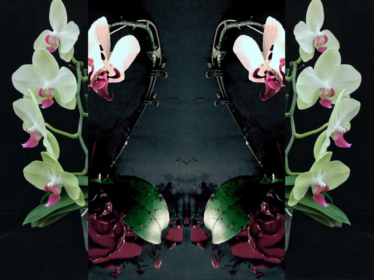Blood Fusion (Orchids)