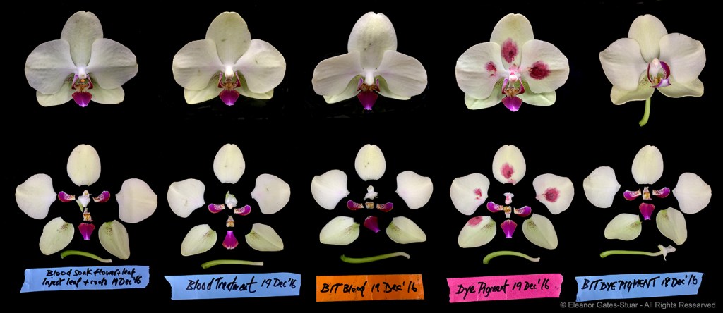 Comparative composition of dissected orchid flowers and plant specimens arranged against a dark background with handwritten blue experimental labels.