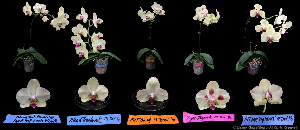 Comparative composition of treated orchid plants and flowers arranged against a dark background with handwritten blue experimental labels.