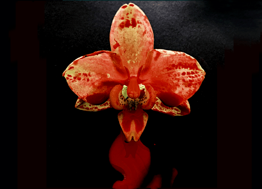 Detail from Double Two showing a vivid red Phalaenopsis orchid isolated against a dark background.