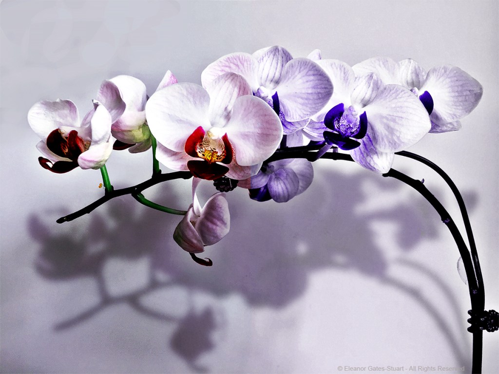 Pale Phalaenopsis orchid with white, pink and violet flowers arranged along arching dark stems and casting a soft shadow.