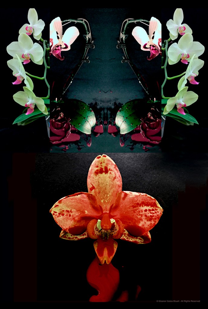 Symmetrical digital composition of pale orchids, experimental imagery and transformed floral forms arranged around a vivid red orchid.