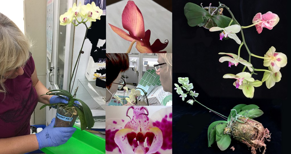 Composite of Eleanor Gates-Stuart and Pei-Han Lai working with Phalaenopsis orchids in the laboratory, with close-up and treated orchid specimens.