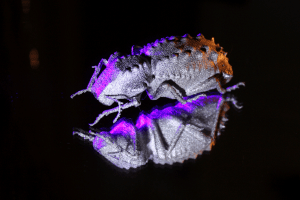 3D Printed Titanium Beetle