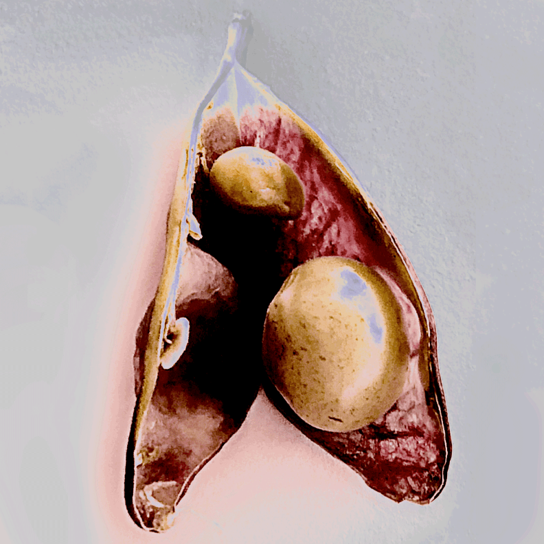 'Sweetheart' first crop - StudioLab eleanorgatestuart