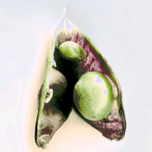 'Sweetheart' first crop - StudioLab eleanorgatestuart