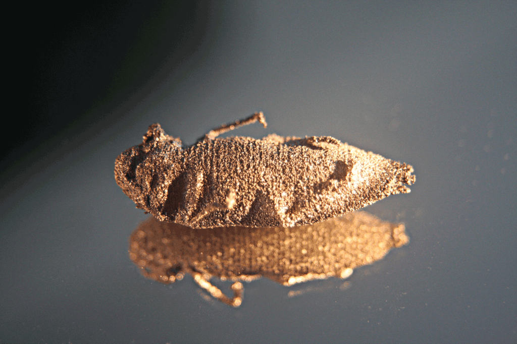 3D Printed Titanium Beetle - Palm Beetle