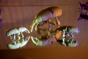 3D Printed Titanium Beetles - Wheat Weevil