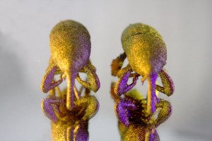3D Printed Titanium Beetles - Wheat Weevil