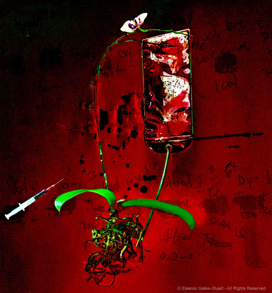 Digital artwork featuring a Phalaenopsis orchid, experimental apparatus, fluid bag and needle against an intense red field.