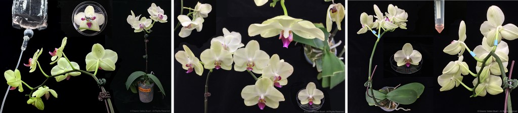 Three digital artworks from the Integration series combining Phalaenopsis orchids, experimental treatments and laboratory apparatus against dark backgrounds.