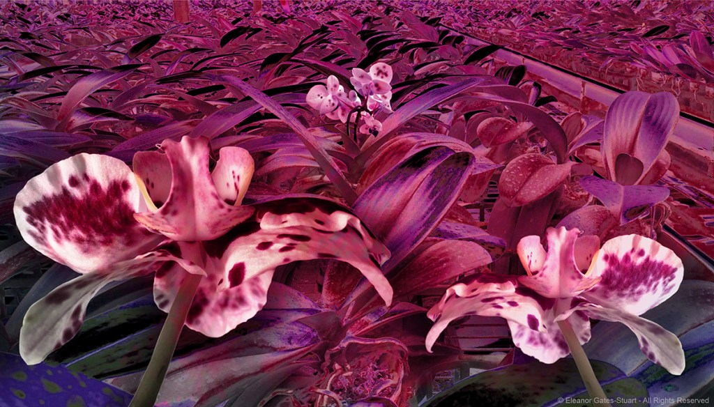 Digital artwork of a densely planted orchid environment, with flowering orchids emerging among layered leaves in red and pale blue tones.