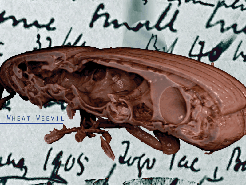 Visualising Insects – bugs & all