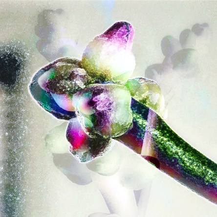 Purple Basil - StudioLab eleanorgatestuart