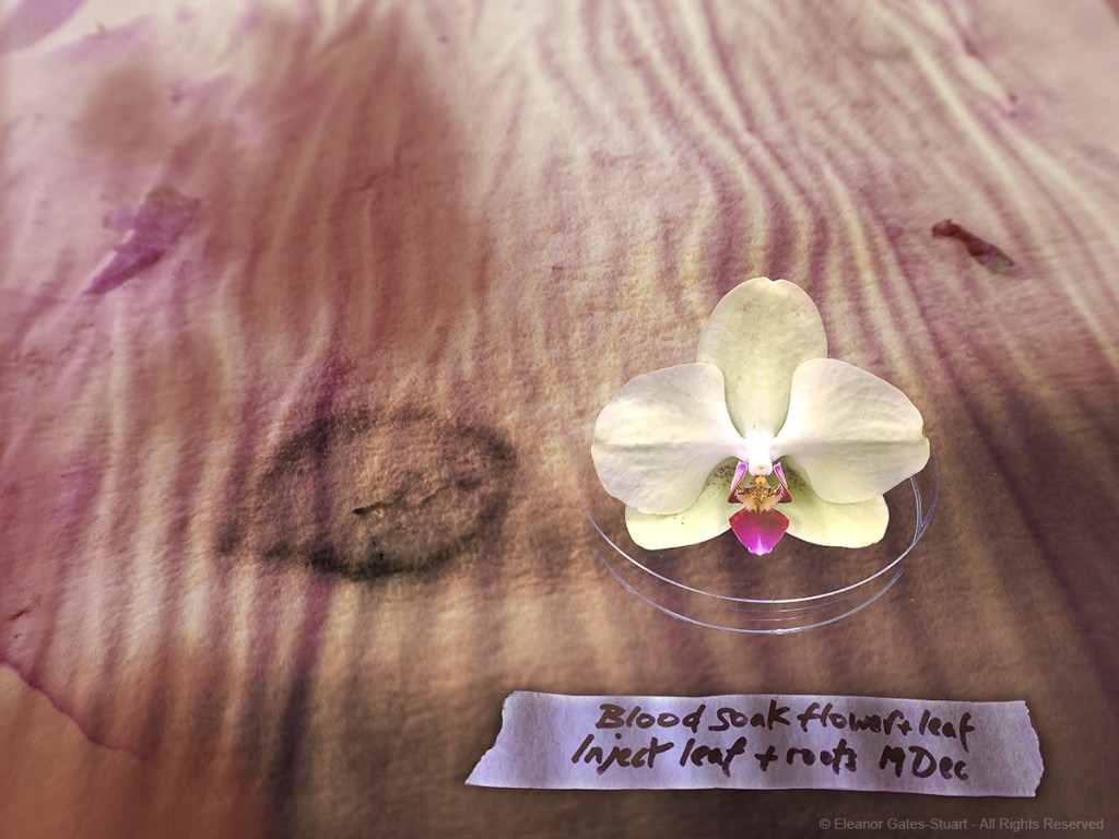 Pale composition showing an orchid flower, its cast shadow, a leaf stain and a handwritten blue experimental label on rippled blotting paper.