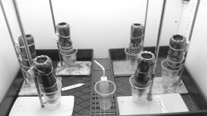 Plants in techchamber, Charles Sturt University Photo by Dr Patrick Hawkings