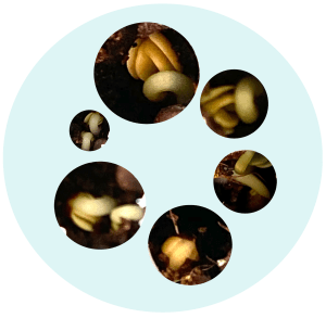 Canola seedlings, Photograph by Dr Eleanor Gates-Stuart