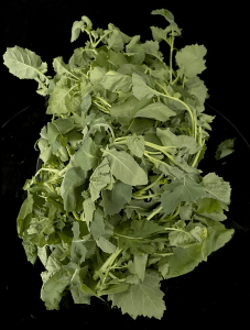 Canola Harvested by Dr Eleanor Gates-Stuart