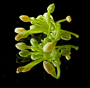 Canola buds by Dr Eleanor Gates-Stuart