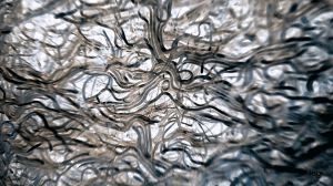 Canola Roots, Photograph by Dr Sergio Moroni