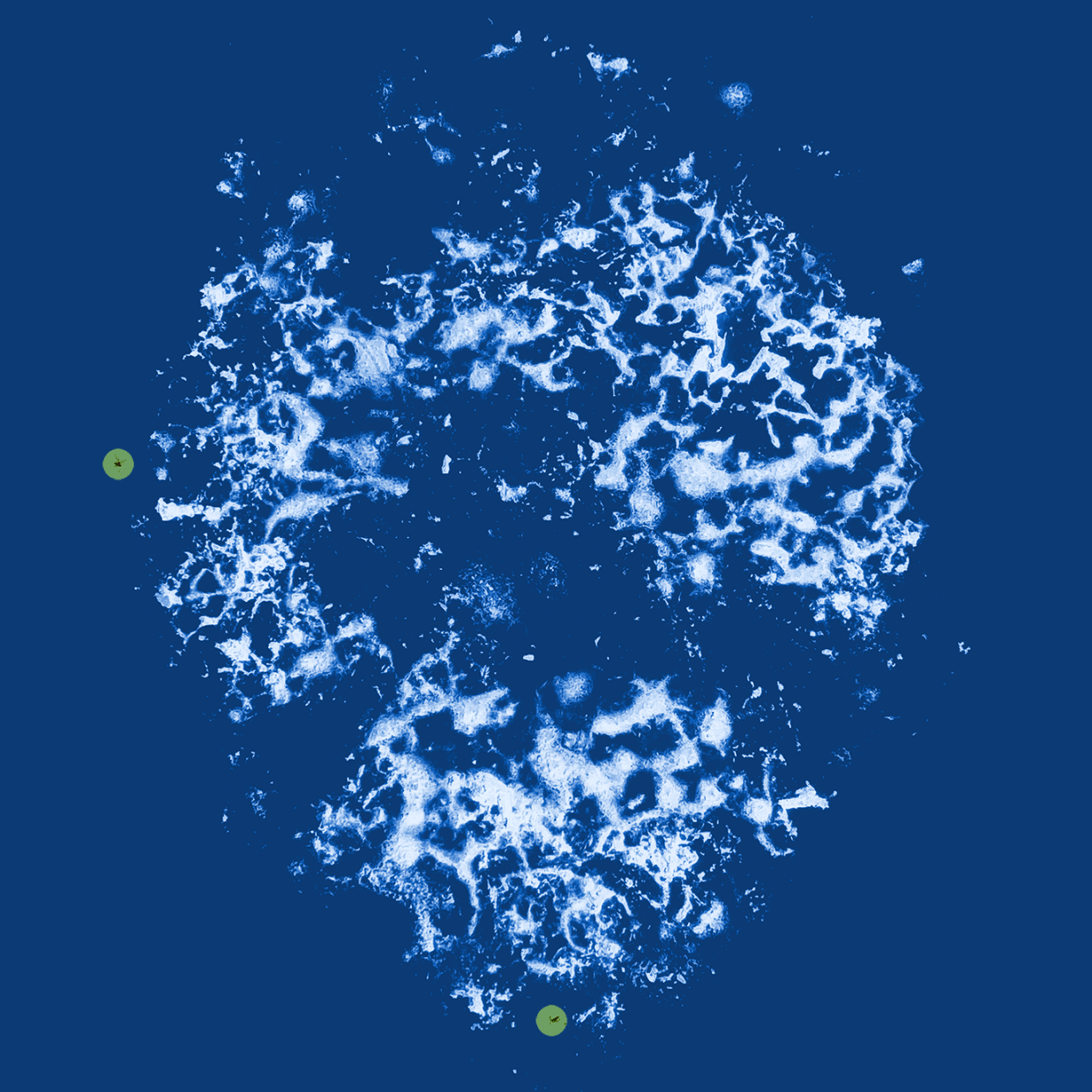 'Head' section image with fungus gnat identified (small highlights dot) by Dr Eleanor Gates-Stuart