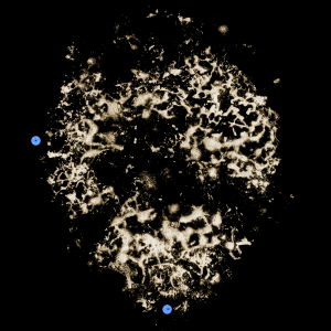 'Head' section image with fungus gnat identified (small highlights dot) by Dr Eleanor Gates-Stuart